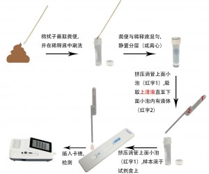 犬細(xì)小病毒/犬冠狀病毒抗原定量檢測試劑盒(稀土納米晶熒光免疫層析法)(CPV/CCV Ag)